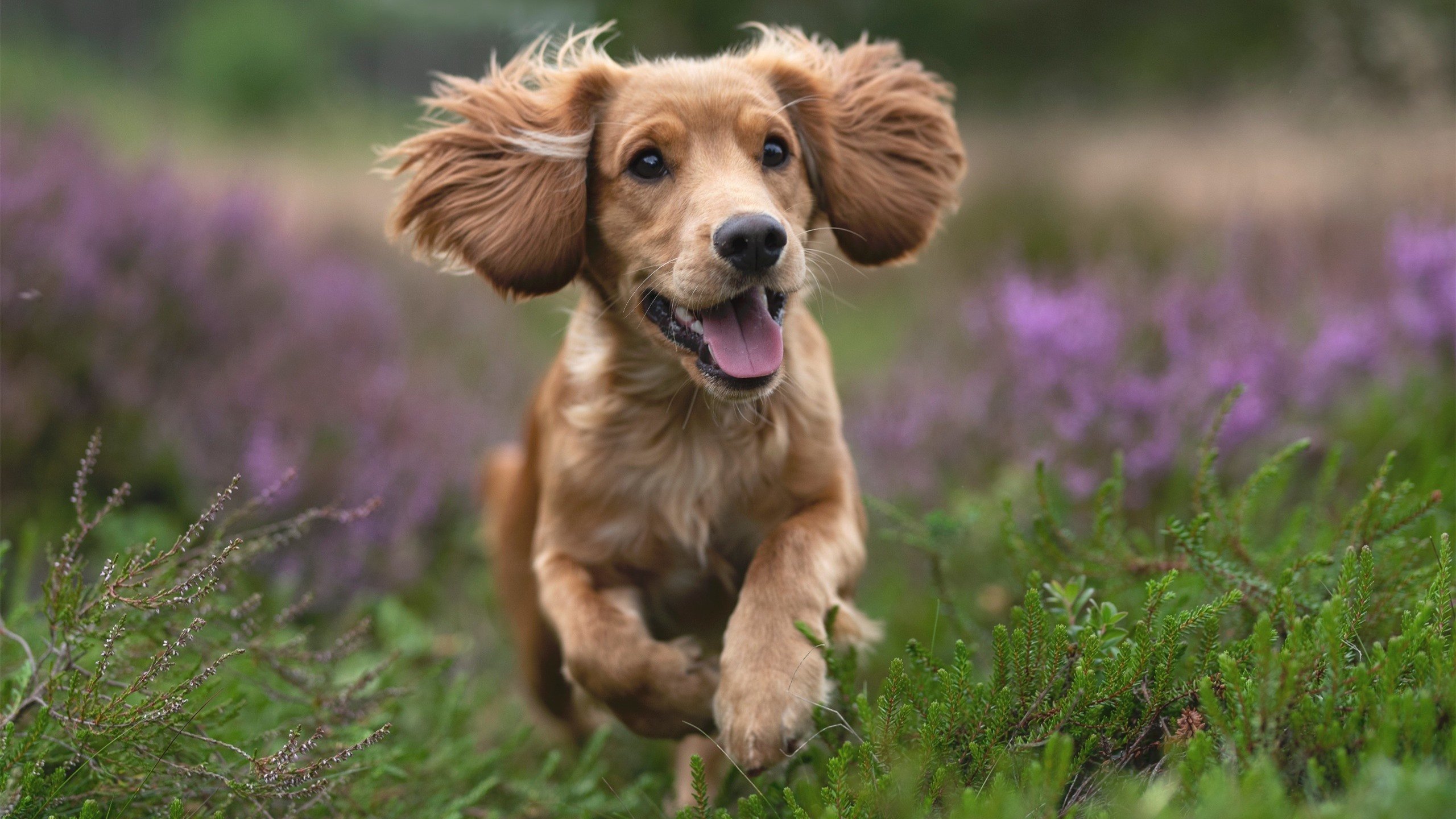 随机裁判新规：提升判罚透明度，打造公平竞技环境，裁判如何形成