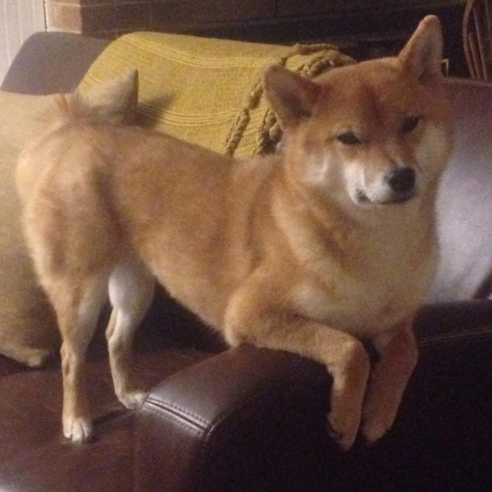 随机世界乒联青少年挑战赛落幕，中国队斩获7金，世界乒乓球青少年挑战赛