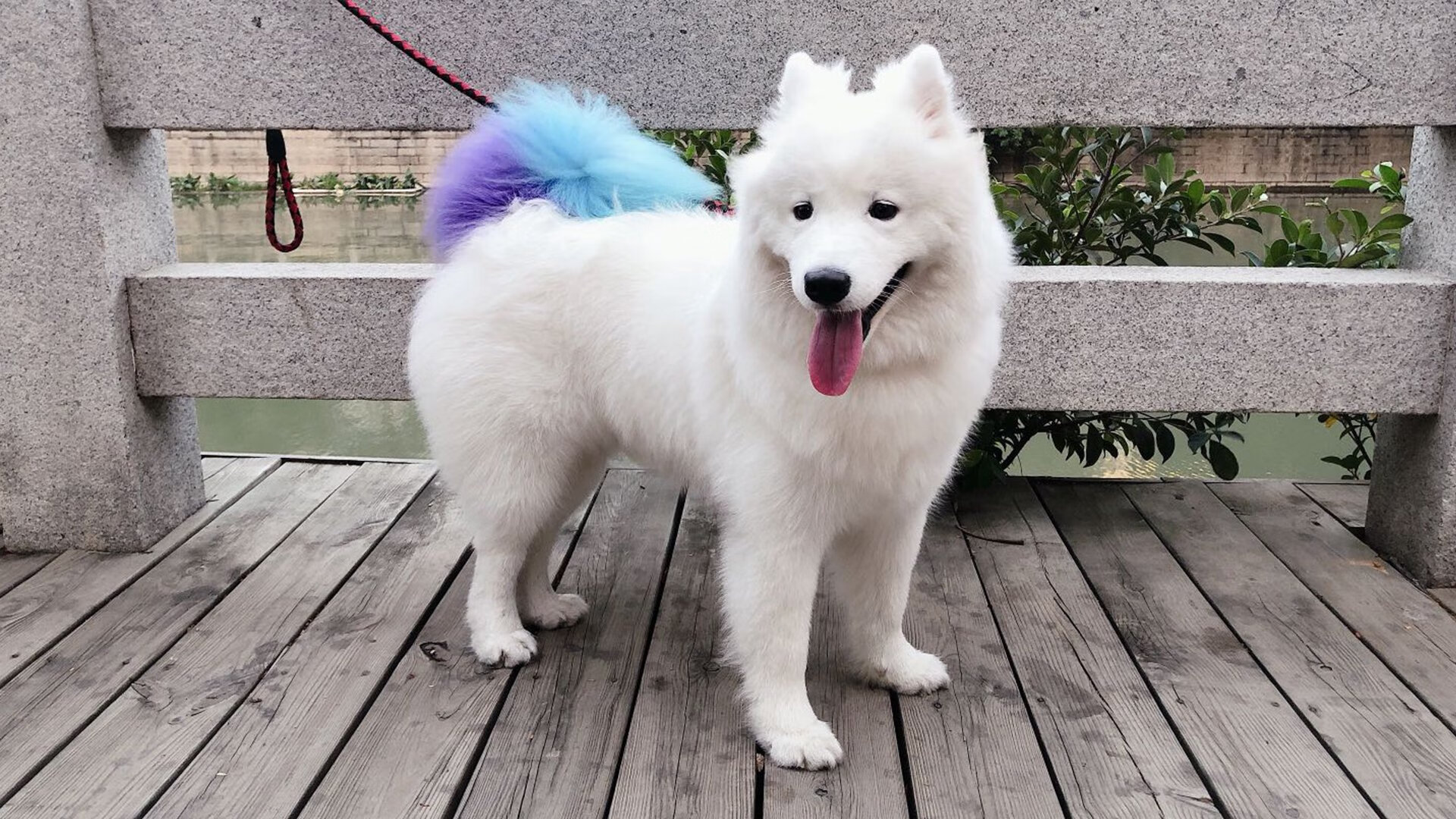 随机篮球专项技能动作标准化训练体系构建及优化，篮球的专项技术动作名称及方法