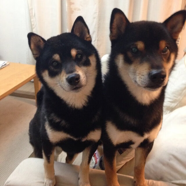 随机CBA球队推进技战术数字化整合，cba技术台都是什么人