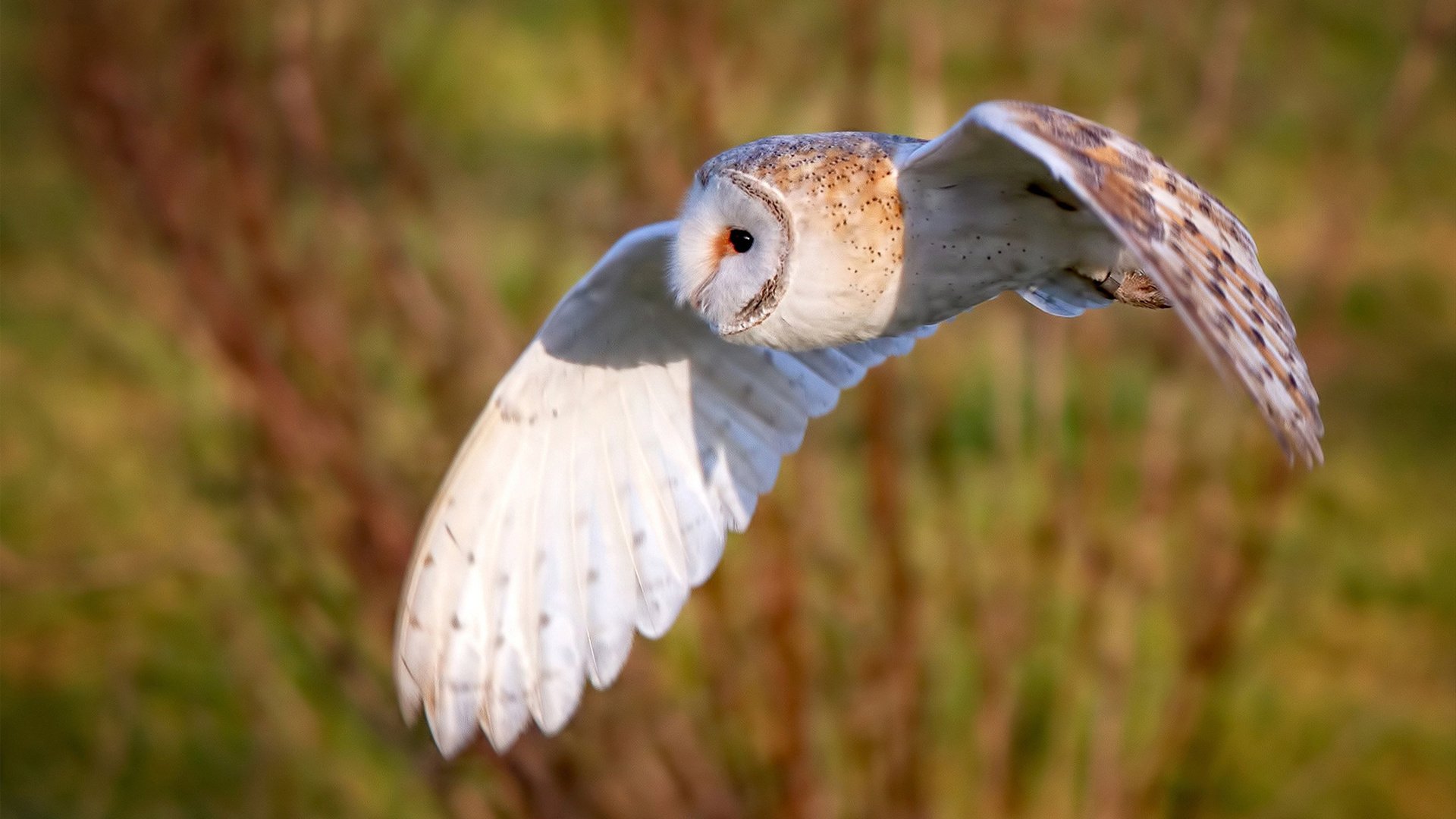 随机电竞进校园成为潮流 多地高校组建战队，电竞高校联赛方案